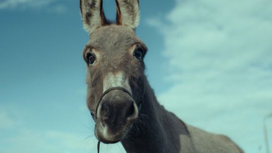 Kandydaci do Oscarów 2023 w Kinie Zamek