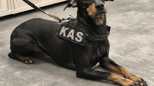 KAS zatrzymała w Szczecinie ponad 169 kg nielegalnego tytoniu i 5300 papierosów