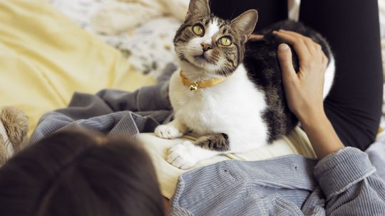 Kiedy kot mówi: „kocham Cię”. Co zdradzają jego gesty, mruczenie i osobowość?