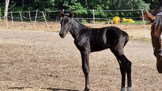 Kolejne maleństwa przyszły na świat na ZUT-cie. To dwa baranki w Zwierzętarni i drugi źrebak w Akademickim Ośrodku Jeździeckim.