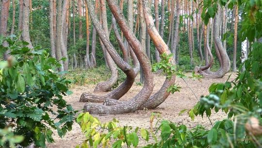 Krzywy Las pod opieką PGE