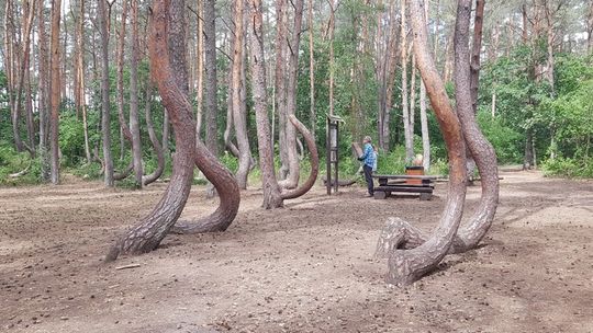 Krzywy las zyska nowe życie