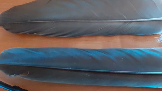 „Lekka przesyłka” z nielegalnymi piórami