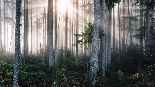 Leśnicy wspierają szpitale