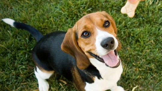 Letnie przysmaki – jak mądrze wspierać aktywność pupila?