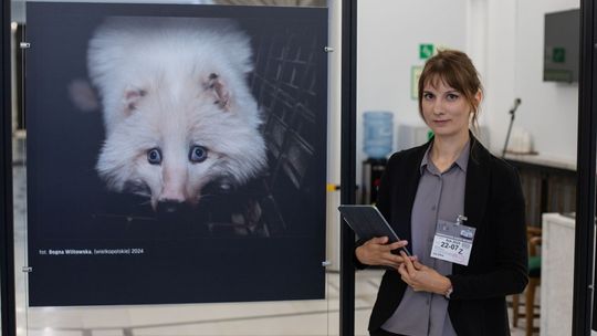 Lis bez nogi, norka gryząca kratę – tą wystawą w Sejmie Otwarte Klatki przypominają o zakazie hodowli zwierząt na futro