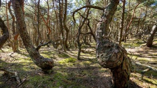  „MAGICZNY” LAS NADMORSKI