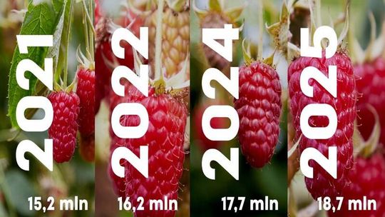 Maliny rosną w siłę - rekord ilości konsumentów