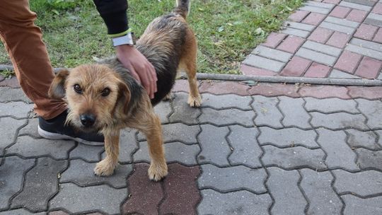 Mały czworonożny przyjaciel zamieszkał w MOS w Waniorowie