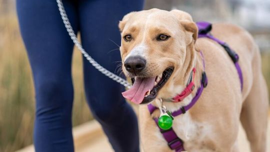 Maxi Zoo obniża ceny na dobre! – nowa polityka cenowa sieci