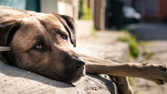 Maxi Zoo przekazuje ponad 430 tys. zł na rzecz Fundacji Viva!  To kolejna darowizna na rzecz zwierząt