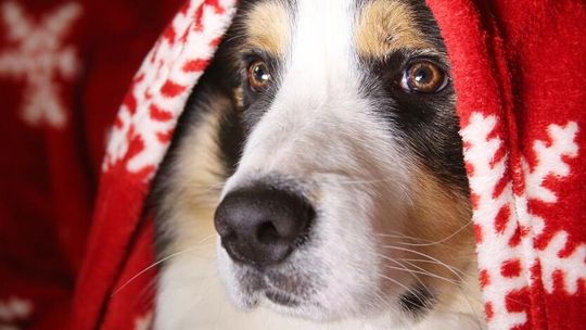 Maxi Zoo spełnia marzenia!  Świąteczna pomoc zwierzętom w potrzebie z sukcesem