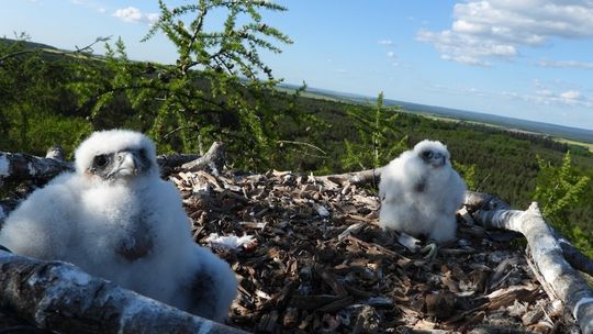 Miały być rybołowy... są sokoły