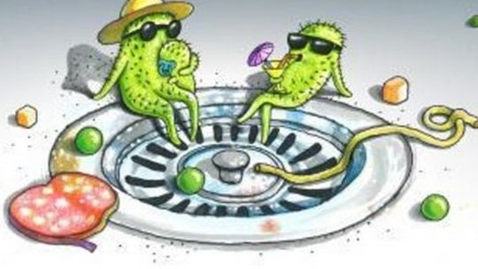 Mikroby w domu - gdzie żyją i co z nimi robić?