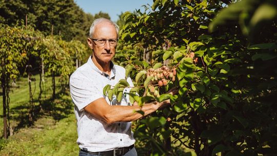 Minikiwi - polski superowoc, wyjątkowo zdrowy i pyszny