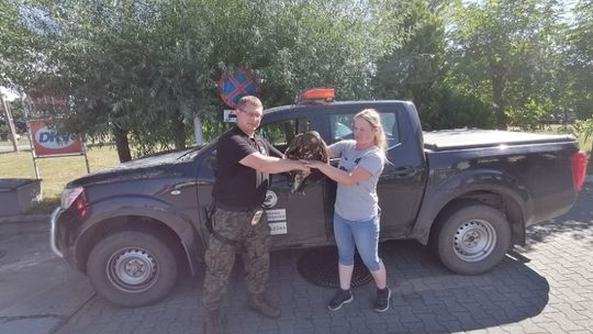 Młody bielik uratowany przez leśników trafił do ośrodka w Wielgowie