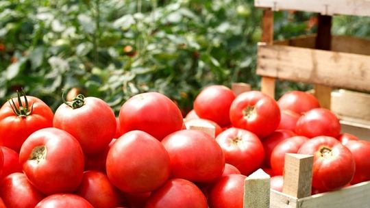 Moc Polskich Warzyw dla zdrowego serca