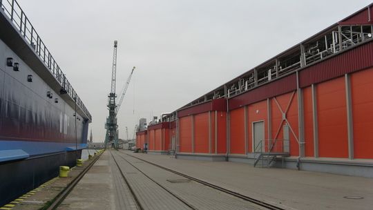 Mrożony mintaj z fałszywym świadectwem połowowym