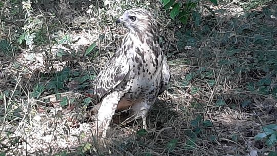 Myszołów z Nadleśnictwa Rokita powrócił na wolność