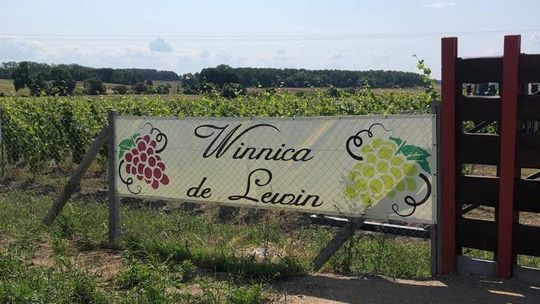 Na Pomorzu Zachodnim:  Weekend otwartych winnic