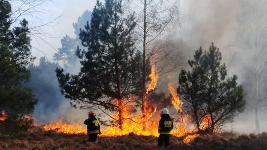 Na terenie Regionalnej Dyrekcji Lasów Państwowych w Szczecinie odnotowujemy najwyższy stopień zagrożenia pożarowego