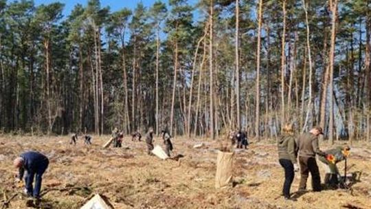 Nadleśnictwo Gryfice: Już wiosna -sadzimy las
