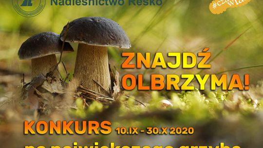 Nadleśnictwo Resko szuka „olbrzyma”