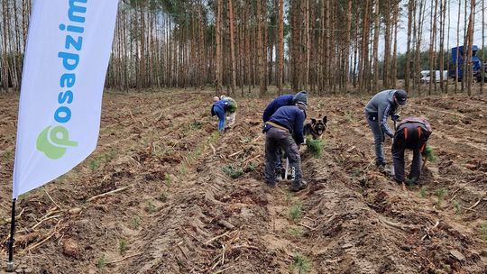 Sadzenie lasu