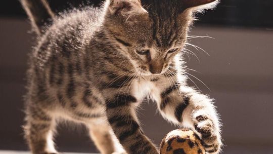 Nowe zabawki w nowym roku – co warto wybrać?