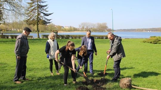 Nowogard – sadzimy drzewa