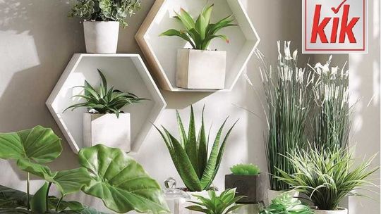 O roślinach we wnętrzu,  czyli jak się dotlenić nie wstając z kanapy