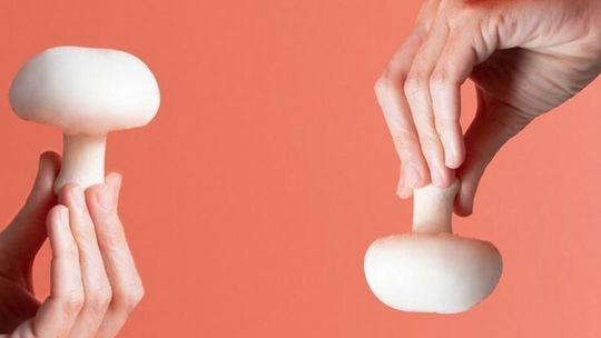 Pieczarka 2030: ekologiczna, lokalna, niezwykła