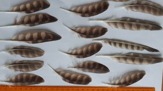 Pióra drzemlika w ukraińskiej przesyłce