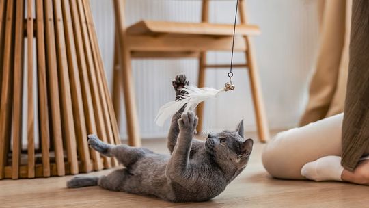 Polacy częściej niż inni opiekunowie wątpią w uczucia swoich kotów. Eksperci: to błędny odczyt sygnałów Polacy częściej niż inni opiekunowie wątpią w uczucia swoich kotów. Eksperci: to błędny odczyt sygnałów