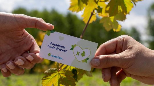 Ponad pół miliona drzew do końca roku? Polska firma wspiera nasze lasy