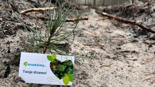Posadzimy.pl odnawia i wzbogaca polskie lasy. Już ponad pół miliona nowych zasadzeń