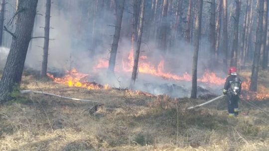 Pracowite święta strażaków i leśników - 93 pożary lasów w kwietniu 