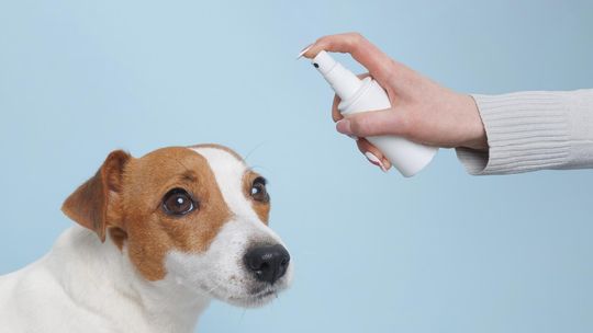 Preparaty do uszu dla psa - co wybrać i jak stosować?