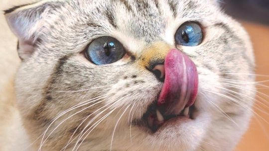 Przez żołądek do serca – zadbaj o dietę swojego pupila