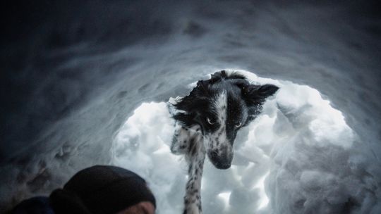 „Przyjaźń Łączy – Wspólnie dla Zwierząt” – klienci Maxi Zoo wspierają psich ratowników GOPR i zwierzęcych terapeutów ze Stowarzyszenia Zwierzęta Ludziom