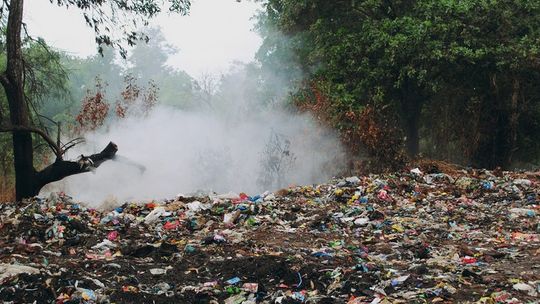 Przyroda budzi się do życia. Sprawdź, jak można się o nią zatroszczyć