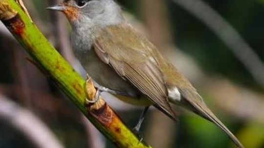 Ptaki poprawią ci nastrój