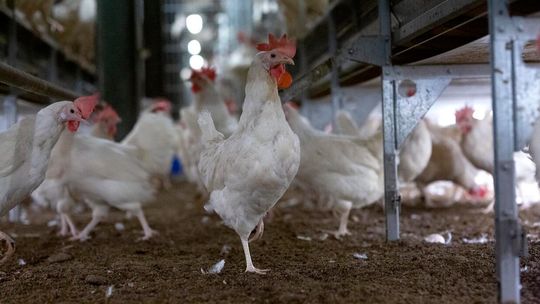 Rewolucja na rynku. Sieci handlowe mówią koniec jajom klatkowymRewolucja na rynku. Sieci handlowe mówią koniec jajom klatkowym