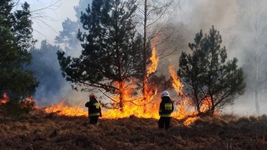 Rośnie zagrożenie pożarowe w lasach…