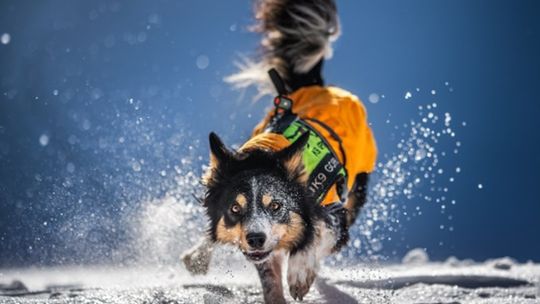 Ruszyła X edycja akcji charytatywnej „Przyjaźń Łączy – Wspólnie dla Zwierząt” – wesprzyj psy ratownicze GOPR!