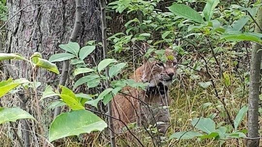 Rysie polubiły bierzwnickie lasy