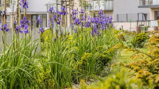 Sadź jesienią, ciesz się wiosną! ROBYG edukuje i rozdaje cebulki tulipanów