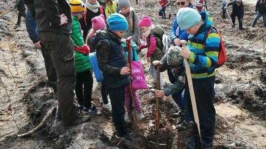 #sadziMY - Leśnicy rozdają drzewka