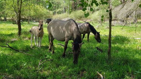 Seminarium on-line z okazji 10-lecia Hodowli Rezerwatowej Konika Polskiego w Nadleśnictwie Kliniska