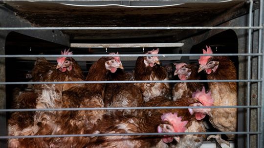 Słowenia zakazuje chowu klatkowego kur. Kolejny europejski kraj odchodzi od „trójek"